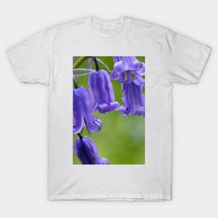 Bluebells (Hyacinthoides non-scripta) (B570/1540) T-Shirt